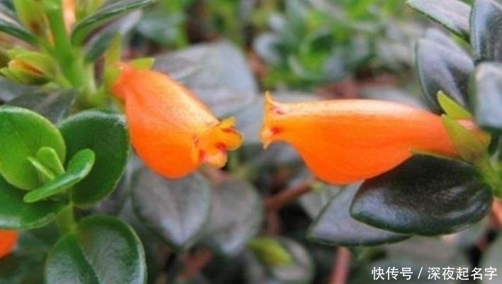 枝条|这几款植物养在家里,一年四季开花不断,花大色艳很漂亮