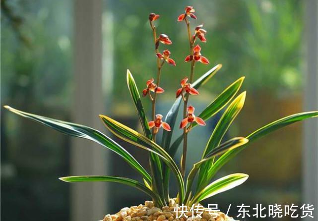 曾价值20万1苗，正格荷瓣，叶片带艺，花艺双绝，带你认识红神荷