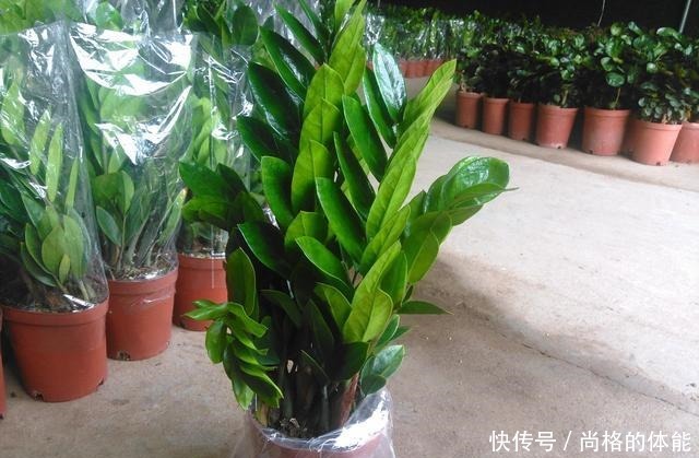 “3种花”摆客厅,大气、上档次,叶片油绿,空气清新,你养了吗!