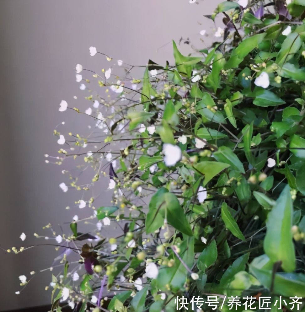 吊兰|4种高颜值吊兰，颜色丰富还好养，更适合新手去养