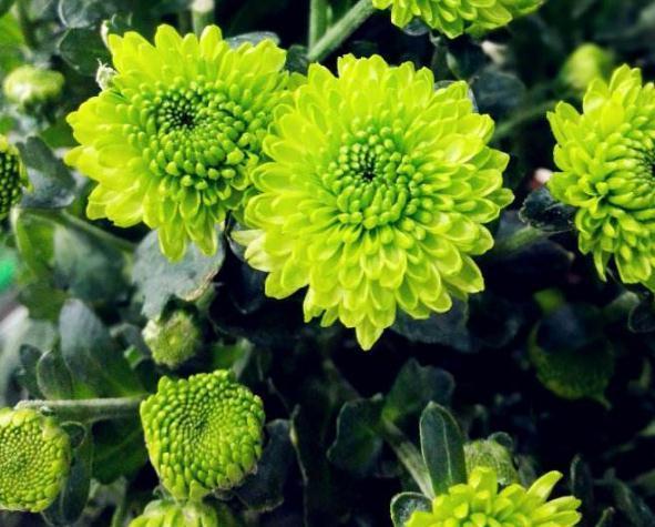 养花总“养死”3种“廉价花”养一盆,3月不用管,照样花儿爆