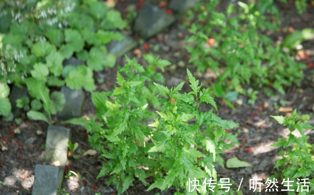 鱼腥草|66种野菜大图片，带你见识不同的野菜和吃法，你想要的野菜这里有