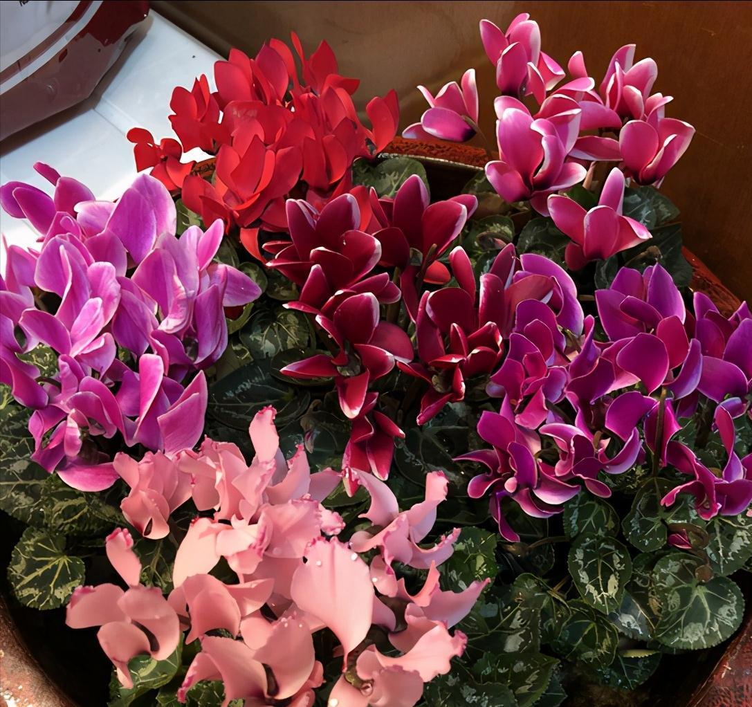 10种“旺运花”开花红艳艳,现在养一盆,春节刚好开,红火显富贵