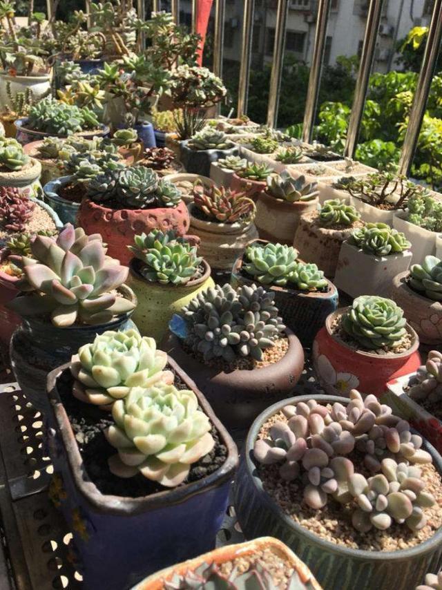 6种多肉，夏天“娇滴滴”，浇水抖抖手，空盆一大半