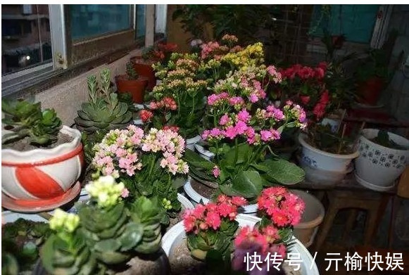 最爱“喝醋”的3种花卉,每隔7天喂一点,叶片肥厚油亮,呼呼长!