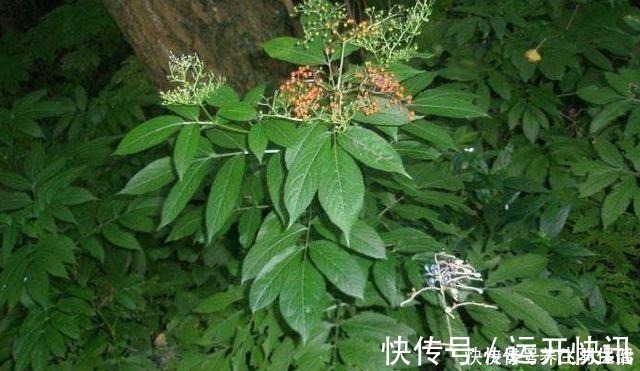 野草|“两脚不能拿,专吃八棱麻”,农村这种野草,专治风湿类骨痛病!