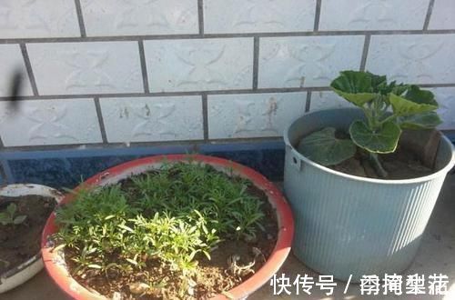 花盆|除了花盆之外,这些东西也是绝佳的养花神器,你用过吗?