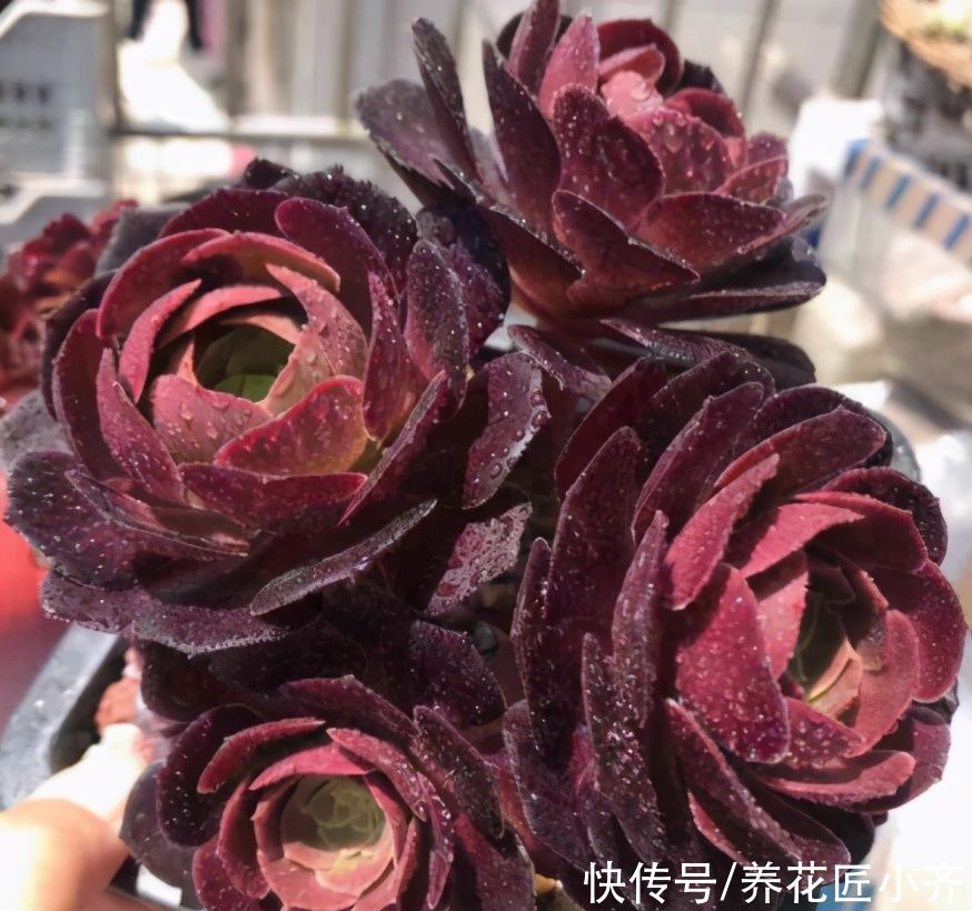 养多肉法师，夏季才是最美的，把几个重点做好，状态满满不黑腐