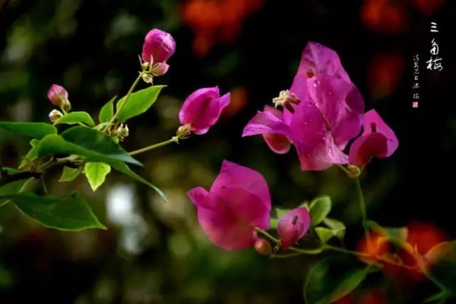 简美 三角梅