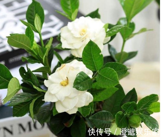 酸性|养栀子花，10天喂上几滴“它”，新芽长不停，叶片翠绿开花“旺”