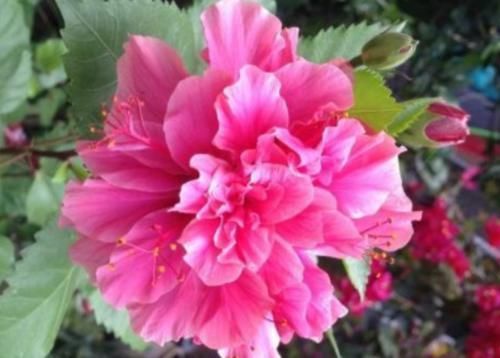 白月影|喜欢在家养护花卉,就养枝繁叶茂,花量大,爆盆简单的花卉