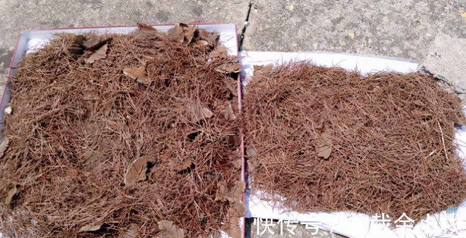 花卉们|养花选土、配土有门道，别再小看了！