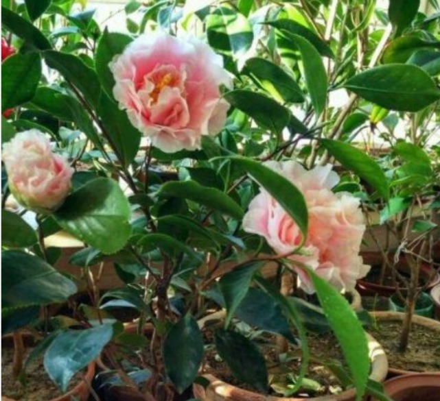 喜欢养花，不如养盆月季，被誉为“花中皇后”，十分讨人喜欢