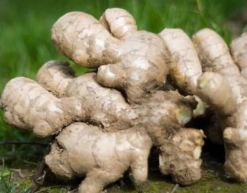 三个月|男人晨起后，坚持吃一片生姜，三个月后会发生哪些变化？