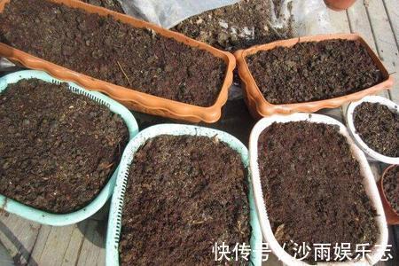 晶莹剔透|盆栽金枝玉叶，3个机遇把握住，叶片晶晶亮，长成昂贵的盆景