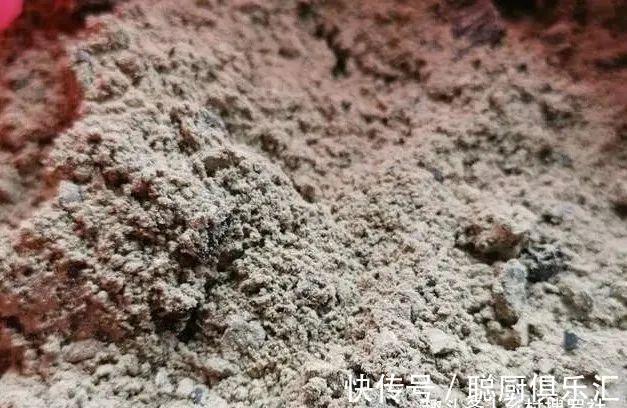 用草木灰养兰花，效果究竟怎样？用对的兰苗旺盛，用错就烂根腐苗