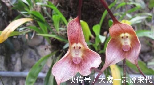 4种花一养就上瘾,花色美丽,开花勤快,花多易爆盆