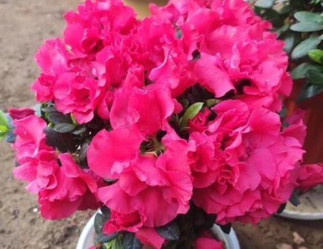 此款花卉,花艳易爆盆,花叶俱美,养盆放阳台美极了