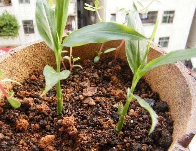 生姜、土豆吃不完,就扔“花盆里”,长成漂亮盆栽,结出丰硕果实