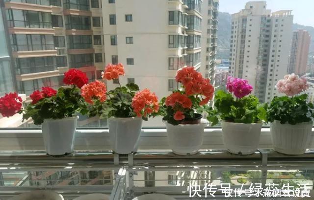 生根|扦插最佳时期到了,有这花赶紧插,沾土就能活!