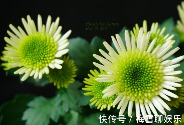 花瓣|喜欢养花,一定要养中华名菊女王菊,花瓣舒展,气质恢弘霸气!