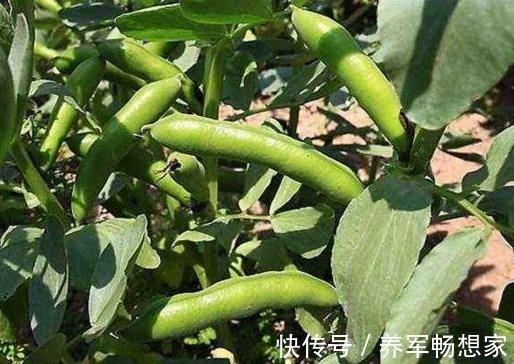 利湿|蚕豆健脾利湿、清毒解热,农民掌握种植要点,收获吃不完的蚕豆