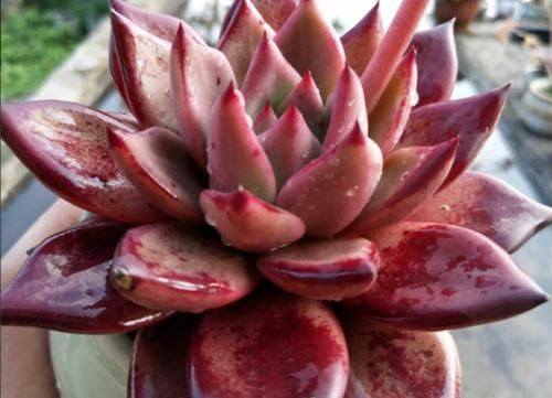 多肉从小苗养成老桩是什么样的体验？当然是没状态也成就感满满的