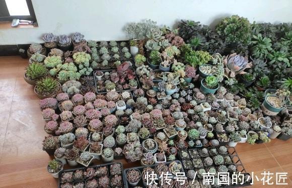 阳台|一整个阳台的多肉,应该何去何从?买多了,自己照料不过来了