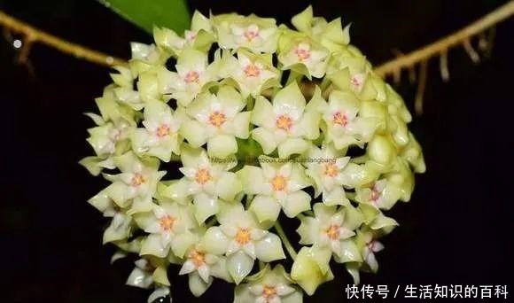 想省心就养这些花，没有病虫害，就爱开花！想省心就养这些花，没有病虫害，就爱开花！