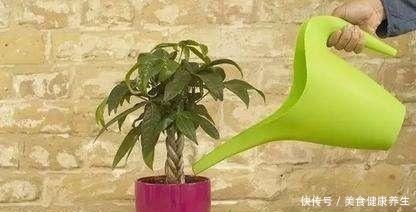 养花浇水的忌讳，“3种水”别浇花，浇一盆黄一盆，要牢记！