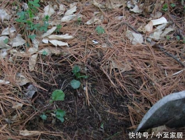 君子兰|“烂土”养君子兰?3种“废物”烫一烫,好营养,养花一级棒