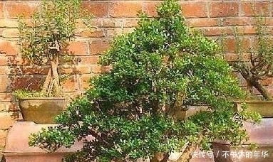 昂贵|养这“昂贵盆景”不花钱,折1根枝“插”土里,15天生根,长势猛