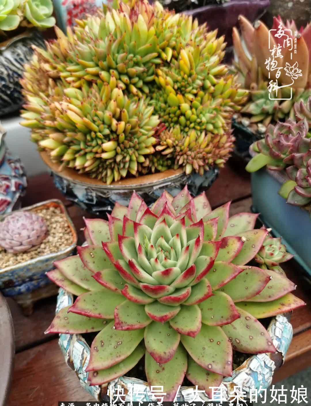 春暖花开,万物复苏,多肉迎来最美时光!