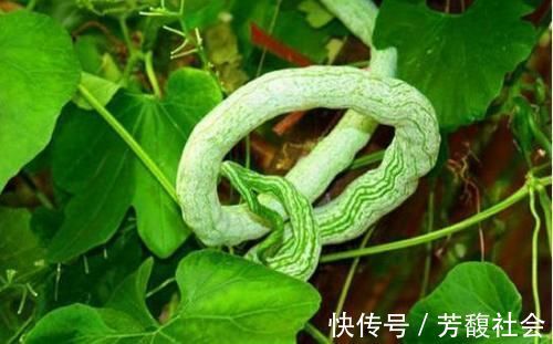 冬季|冬季老年人适合多吃三种食物，疏通血管，降压降脂，增强抵抗力