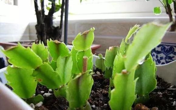 蟹爪兰|养花爱好者看过来这15种花现在“扦插”,生根快,一个周就长芽