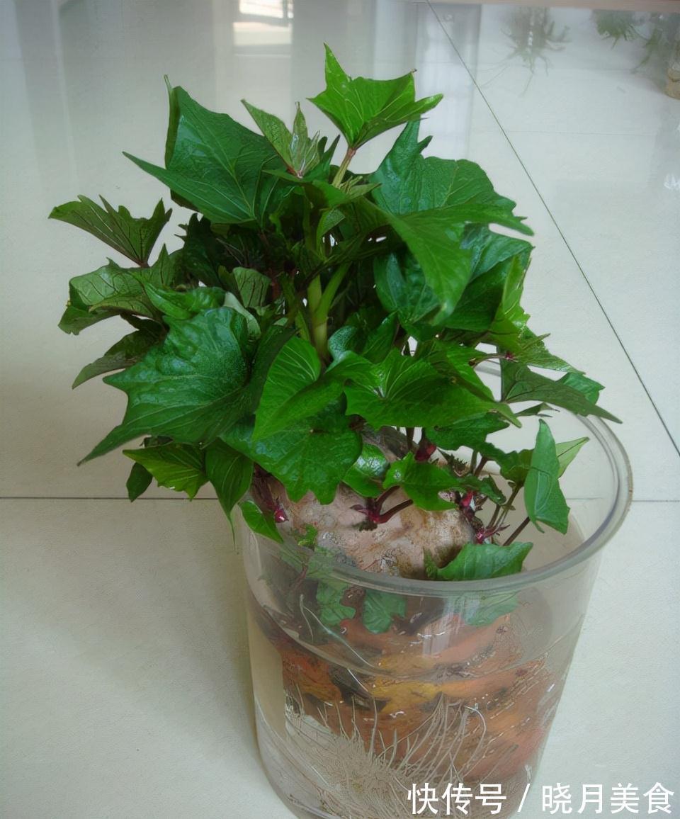 7种“蔬菜”冬天种，0度冻不死，吃一茬冒一茬，连续吃半年