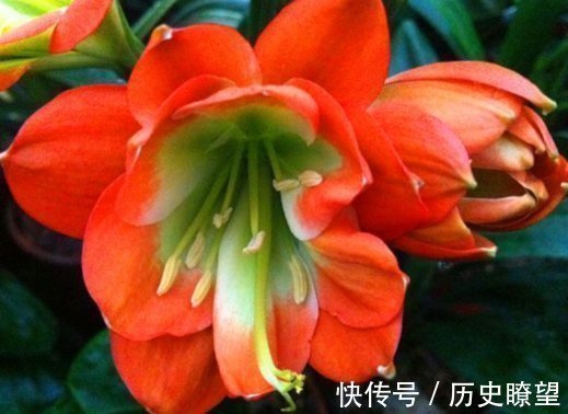 爆盆|养君子兰的小妙招，年年开花爆盆，叶子整齐不倾斜，全年开花不断