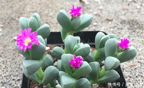 多肉|3种多肉别再室内养,养花大神都避开,你也别再当作宝!