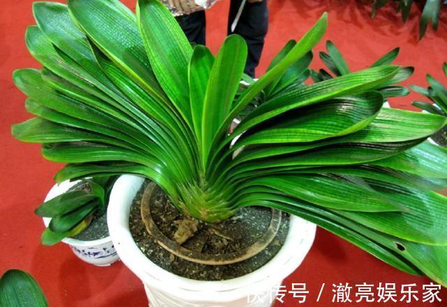 夏天给君子兰浇水有讲究,掌握几个技巧,不烂根,叶片绿