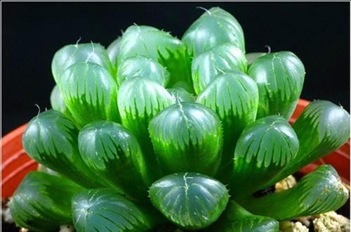 2种多肉植物，害怕晒太阳，阳光越强烈，叶片越瘦弱