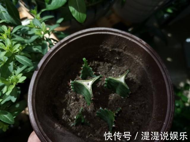 枝条|一个“扦插花卉”的小经验不用生根粉、生根液,照样很快生根!