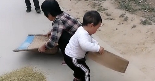 干活|“勤劳奶奶”带娃干农活火了,萌娃“尽情摇摆”的模样超起劲