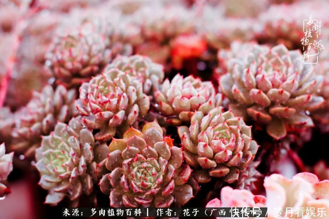 为了爱情|为了爱情来到陌生城市,偶遇多肉,地老天荒的爱恋!