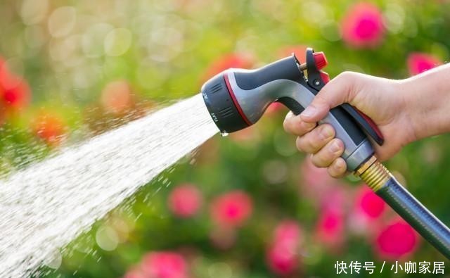 花草|冬季养花,晨起少做4件事,花草或会“感激”你