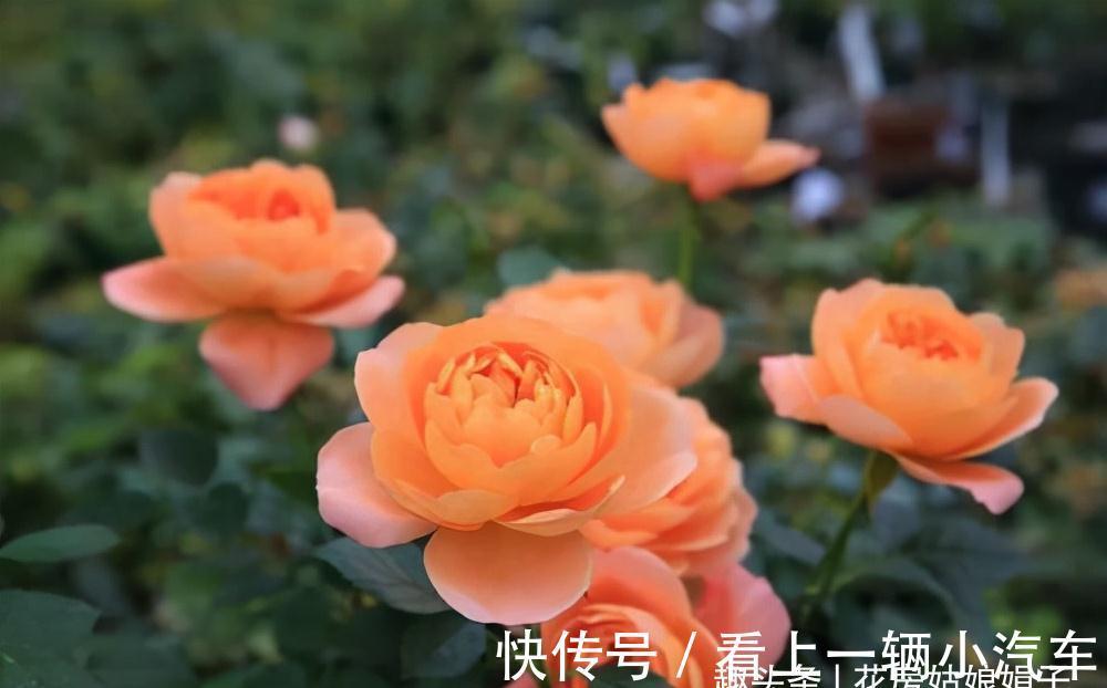 花期|这6种花在阳台很好养,只要有阳光就特别旺盛,花期长颜值还很高