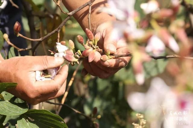 云吧｜施甸：白露花开满山坳，大街小巷卖花香