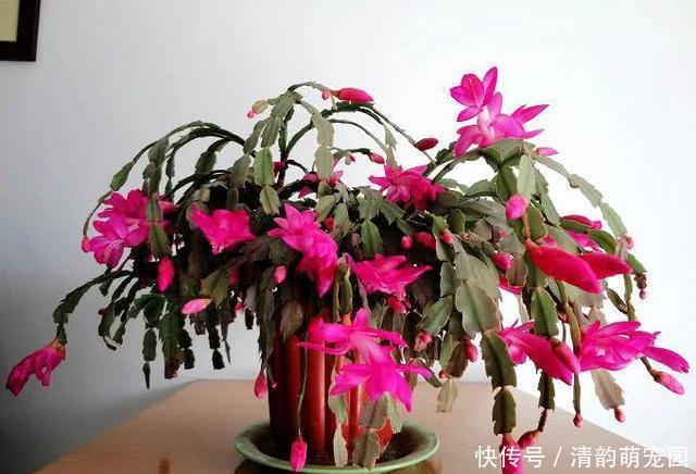 疯了|养蟹爪兰,掌握一个小技巧,花儿疯了似的开,叶片都能繁殖一大盆