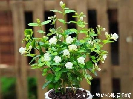 小事|养茉莉花，“3件小事”做到位，就可以“静待花开”，且花大味香！