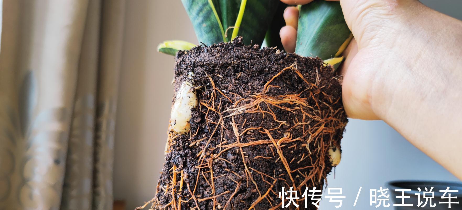 小芽|冬天虎皮兰,正在“虚弱期”,注意3个要点,小芽一个接一个