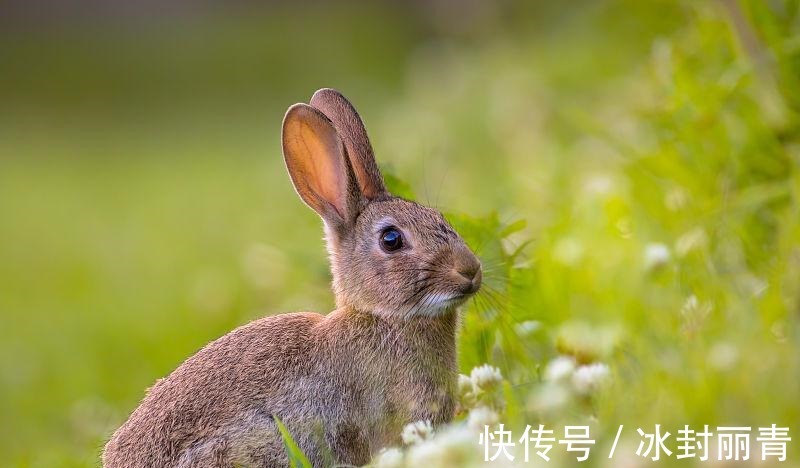 衣食|生肖兔8月下旬财运到来，将会获得一笔丰厚的财富，从此衣食无忧